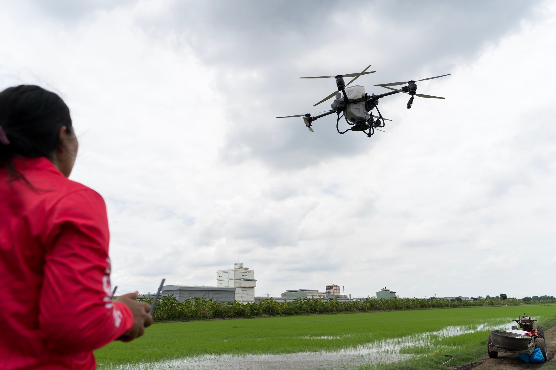 Drone flying over lush green rice field