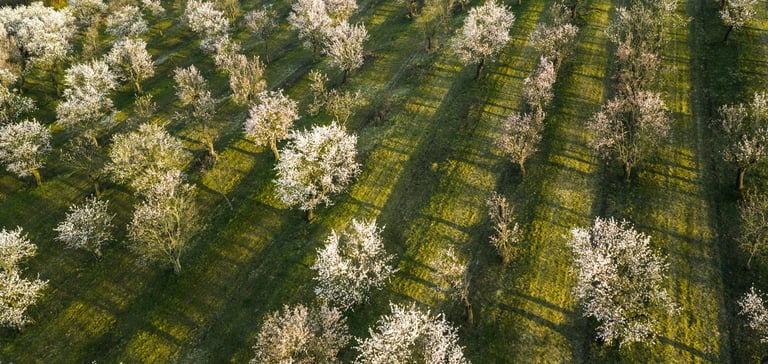 Almond orchard aerial view Central Valley California
