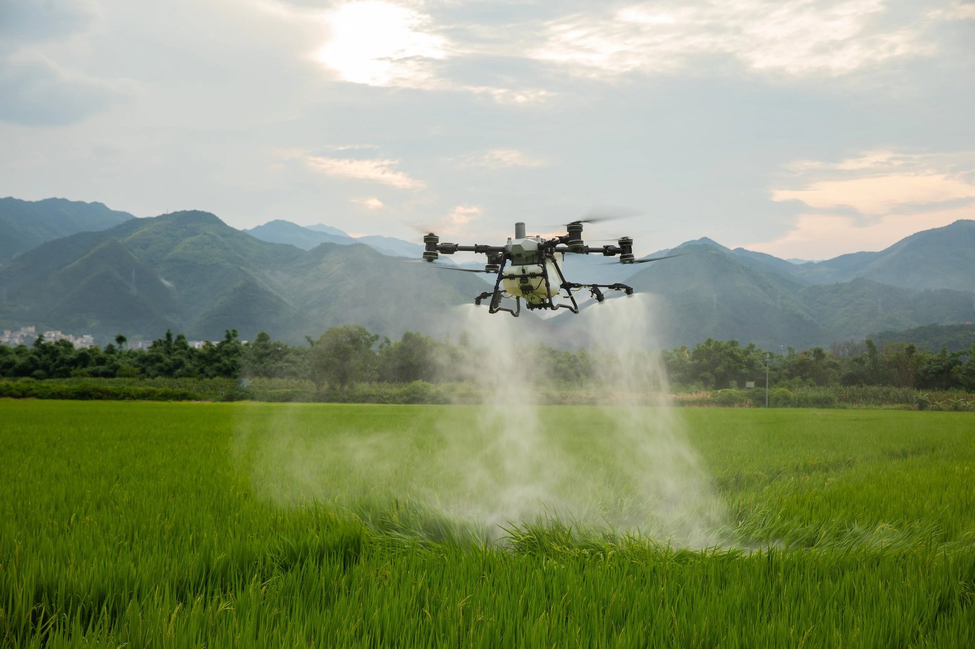 Agricultural drone spraying pesticide over a green rice field with mountains in the background